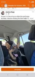 Found/Stray Female Dog last seen 83rd Ave. and Lower Buckeye, Phoenix, AZ 85353