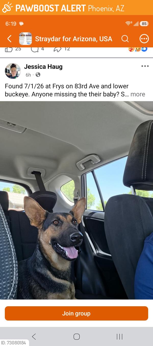 Found/Stray Female Dog last seen 83rd Ave. and Lower Buckeye, Phoenix, AZ 85353