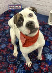 Shelter Stray Male Dog last seen Near BLOCK BURT RD, DETROIT, MI 48228, 7401 Chrysler Dr, Detroit, MI 48211, USA