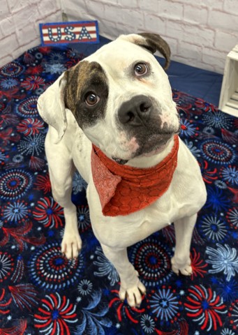 Shelter Stray Male Dog last seen Near BLOCK BURT RD, DETROIT, MI 48228, 7401 Chrysler Dr, Detroit, MI 48211, USA