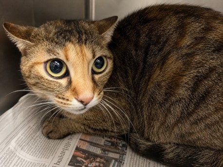 Shelter Stray Female Cat last seen , West Valley Animal Shelter, 20655 Plummer St, Chatsworth, CA 91311, USA