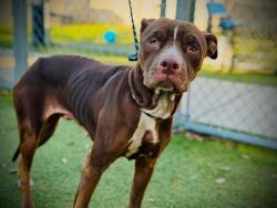Shelter Stray Female Dog last seen , 2769 Conroy Rd, Orlando, FL 32839, USA