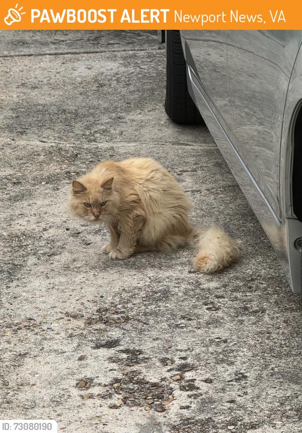 Found/Stray Unknown Cat last seen Marlboro rd , Newport News, VA 23602