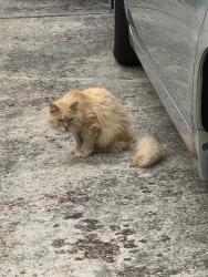 Found/Stray Unknown Cat last seen Marlboro rd , Newport News, VA 23602