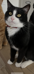 Lost Male Cat last seen Patrick St Wylie, Wylie, TX 75098