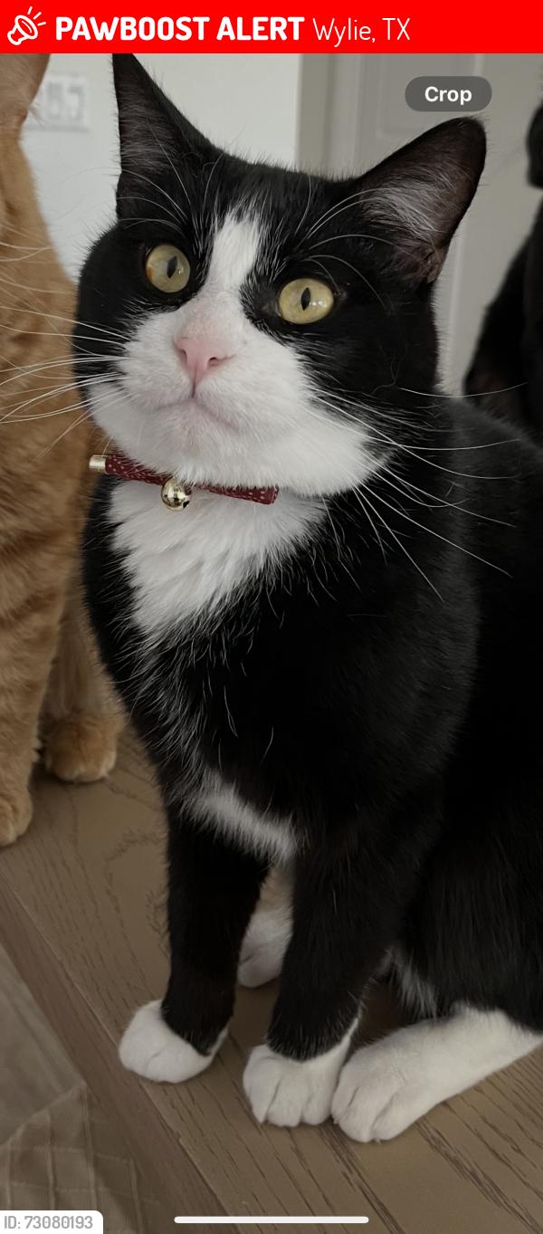 Lost Male Cat last seen Patrick St Wylie, Wylie, TX 75098