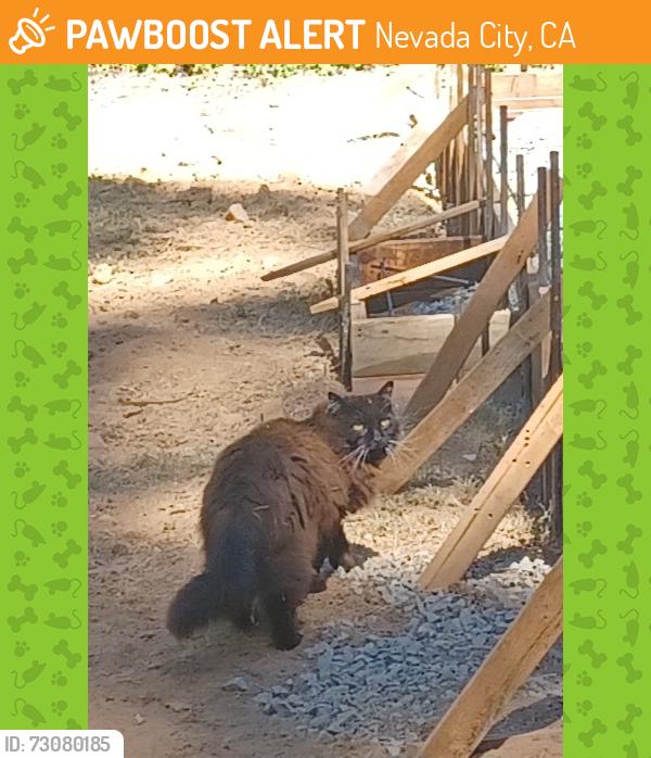 Found/Stray Unknown Cat last seen Wet hill rd, Nevada City, CA 95959