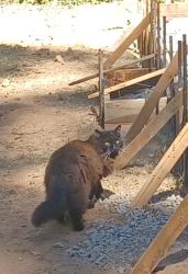 Found/Stray Unknown Cat last seen Wet hill rd, Nevada City, CA 95959