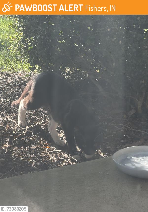 Found/Stray Unknown Cat last seen Lantern and Nottingham rd, Fishers, IN 46038