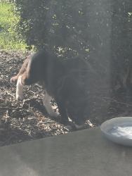Found/Stray Unknown Cat last seen Lantern and Nottingham rd, Fishers, IN 46038