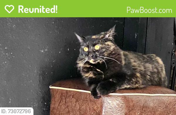 Reunited Female Cat last seen Hembree, Windsor, CA 95492