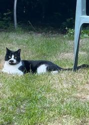 Reunited Male Cat last seen Park, Edgware, England 