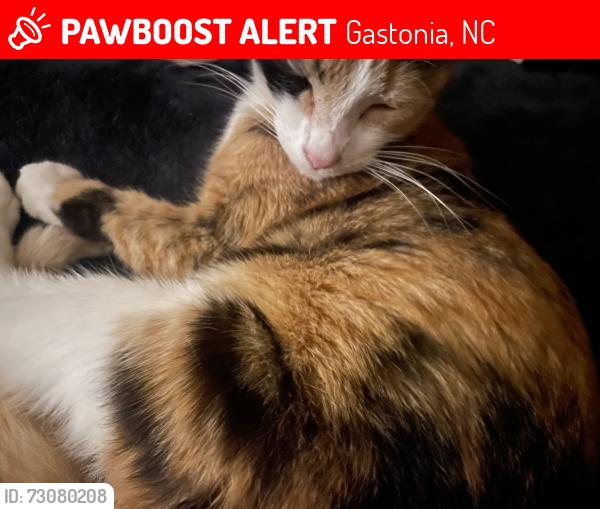 Lost Female Cat last seen Harvey, Gastonia, NC 28052