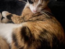 Lost Female Cat last seen Harvey, Gastonia, NC 28052
