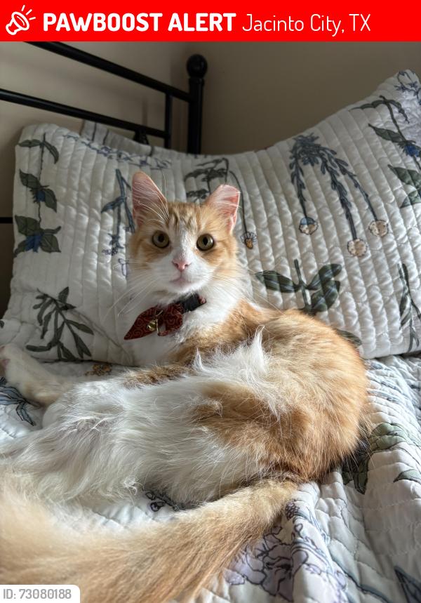 Lost Male Cat last seen N LaCrosse St, Jacinto City, TX 77029