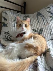 Lost Male Cat last seen N LaCrosse St, Jacinto City, TX 77029