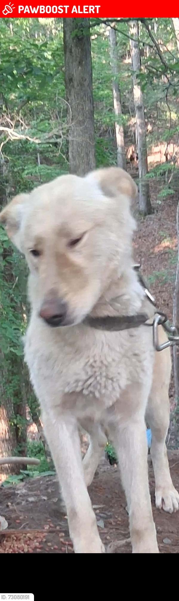 Lost Male Dog last seen Connelly Springs, Connelly Springs, NC 28612