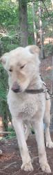 Lost Male Dog last seen Connelly Springs, Connelly Springs, NC 28612