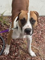 Found/Stray Male Dog last seen Near Glenwood springs ave, Chula Vista, CA 91913