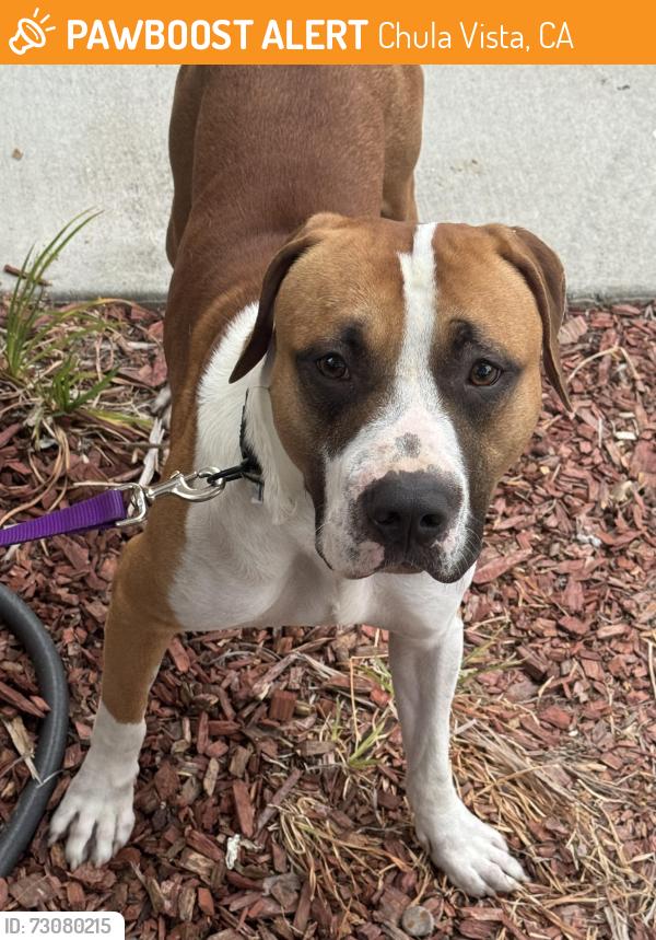 Found/Stray Male Dog last seen Near Glenwood springs ave, Chula Vista, CA 91913