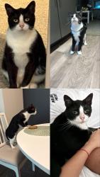 Reunited Male Cat last seen A, Spring, TX 77389