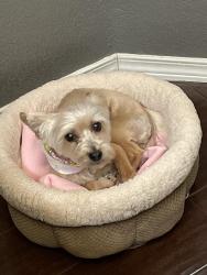 Lost Female Dog last seen RC Poe, Tierra Zafiro and Tierra Este, El Paso, TX 79938