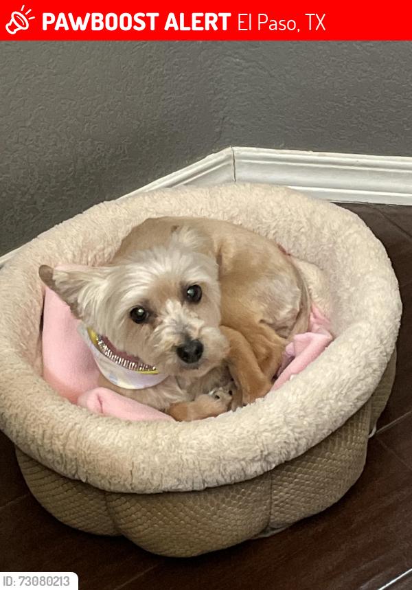 Lost Female Dog last seen RC Poe, Tierra Zafiro and Tierra Este, El Paso, TX 79938