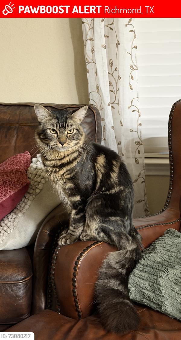 Lost Male Cat last seen Bissonet and 1464, Richmond, TX 77407