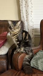 Lost Male Cat last seen Bissonet and 1464, Richmond, TX 77407