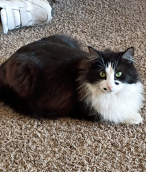 Lost Male Cat last seen Lincoln Rd & Harvell Dr, Bellevue, NE 68005