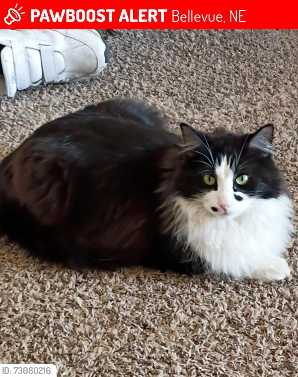 Lost Male Cat last seen Lincoln Rd & Harvell Dr, Bellevue, NE 68005
