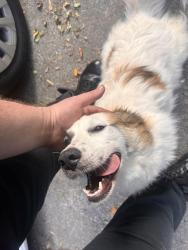 Found/Stray Unknown Dog last seen Off Kellogg creek rd, Acworth, GA 30102