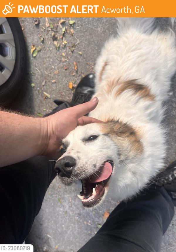 Found/Stray Unknown Dog last seen Off Kellogg creek rd, Acworth, GA 30102