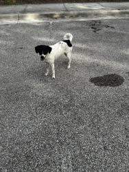 Found/Stray Female Dog last seen Memorial Park Driving Range, Houston, TX 77007