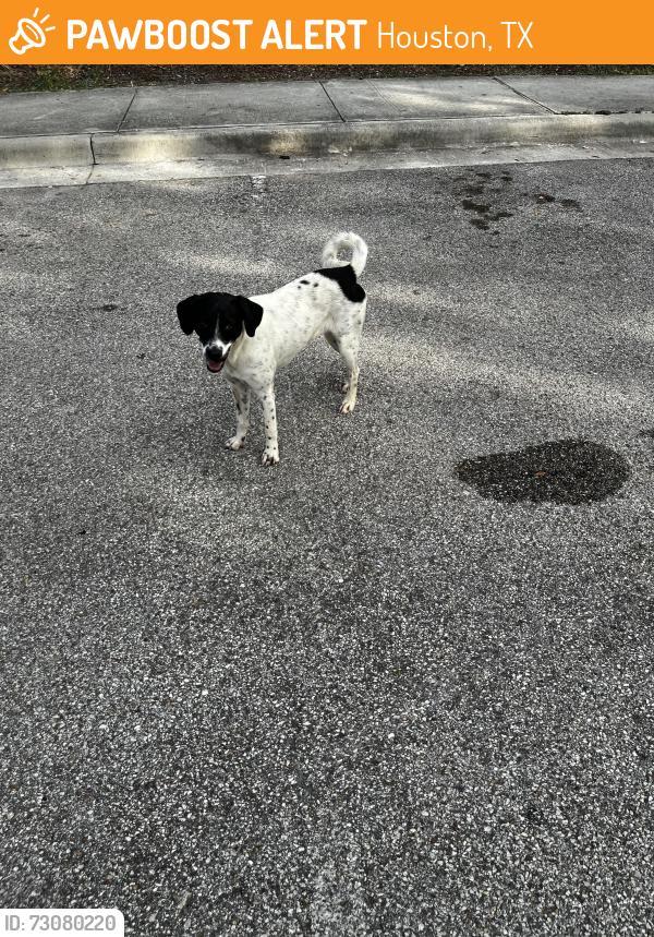 Found/Stray Female Dog last seen Memorial Park Driving Range, Houston, TX 77007