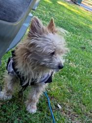 Lost Male Dog last seen Anderson and center.stockton,ca, Stockton, CA 95206