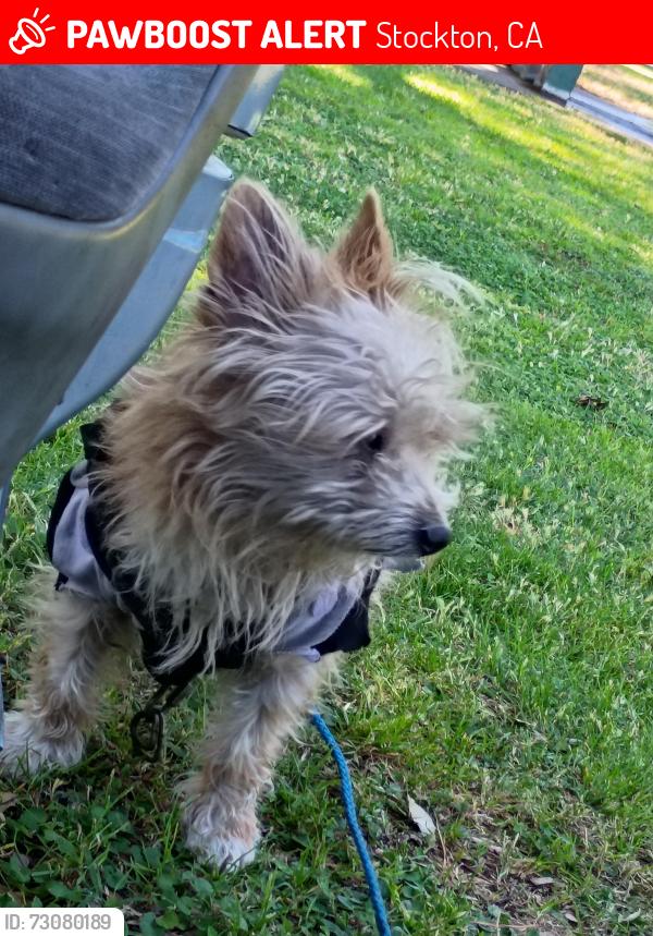 Lost Male Dog last seen Anderson and center.stockton,ca, Stockton, CA 95206