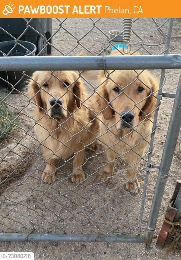 Found/Stray Male Dog last seen Acacia Rd and Caughlin in Ohelan, Phelan, CA 92371