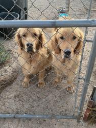 Found/Stray Male Dog last seen Acacia Rd and Caughlin in Ohelan, Phelan, CA 92371