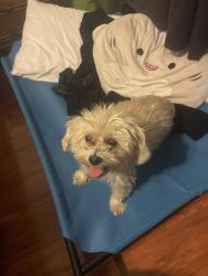 Found/Stray Female Dog last seen Northern Ave and 49th Ave, Glendale, AZ 85302