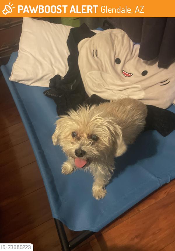 Found/Stray Female Dog last seen Northern Ave and 49th Ave, Glendale, AZ 85302