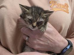 Shelter Stray Female Cat last seen Near Hwy 28 Bypass 29624, Anderson County, SC, 1320 US-29, Anderson, SC 29626, USA