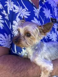 Found/Stray Female Dog last seen Stockton, Trussville, AL 35173