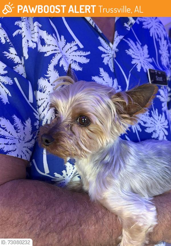 Found/Stray Female Dog last seen Stockton, Trussville, AL 35173