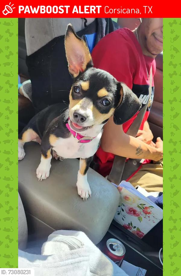 Lost Female Dog last seen 11th street and a few blocks past that of la michocana store, Corsicana, TX 75110