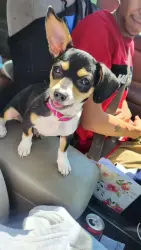 Lost Female Dog last seen 11th street and a few blocks past that of la michocana store, Corsicana, TX 75110
