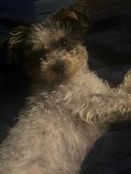 Reunited Female Dog last seen Campbell & Diversey , Chicago, IL 60647