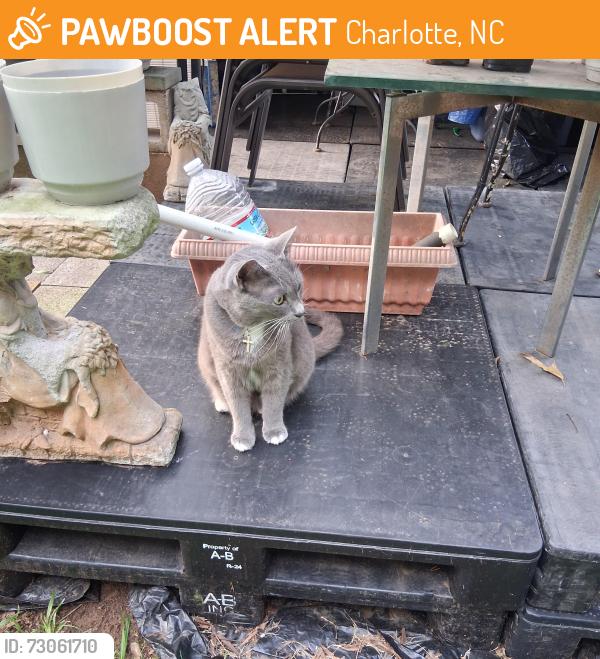 Found/Stray Unknown Cat last seen Ramblewood, Charlotte, NC 28217