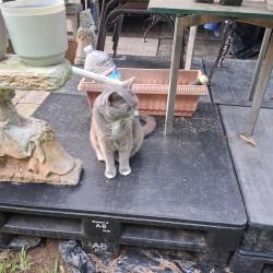 Found/Stray Unknown Cat last seen Ramblewood, Charlotte, NC 28217