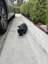 Found/Stray Unknown Cat last seen Circa 2020, Redlands, CA 92374